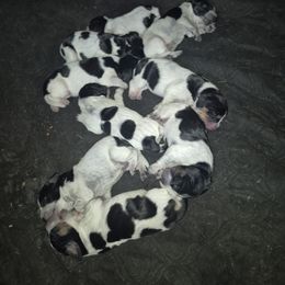 Bluetick Coonhound and Griffon Bleu de Gascogne Puppies from Holcomb's Hounds