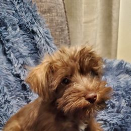 Miniature Schnauzer Puppies from Hampton's Miniature Schnauzers