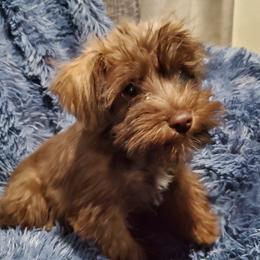 Miniature Schnauzer Puppies from Hampton's Miniature Schnauzers