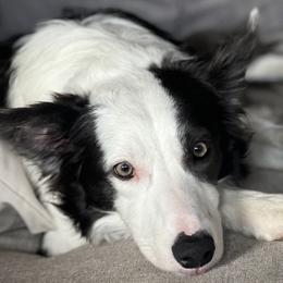 Border Collies from BS Farms