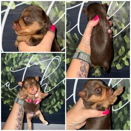 Truffle - Chocolate and tan male Yorkshire Terrier puppy in Cleveland, Tennessee from Moody’s Morkies and More