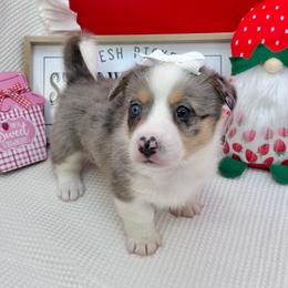 Sky - Blue merle and white female American Corgi puppy in Waskom, Texas from Piney Woods Corgis