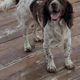 Thistle - English Cocker Spaniel