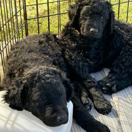 Curly-Coated Retriever Puppies from Elflock Curlies