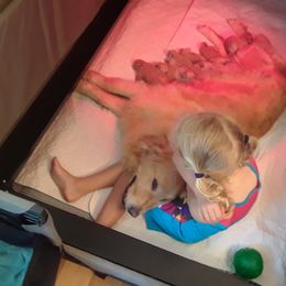 Golden Retriever Puppies from Broomfield Golden's