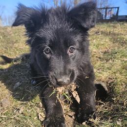 Solace (Yellow collar) - Black female German Shepherd puppy in Columbus, Indiana from Stony Lonesome GSD