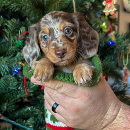 Dachshund Puppies from Thomas Homestead and Rabbitry