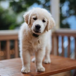 Golden Retrievers from Mt Baker Retrievers