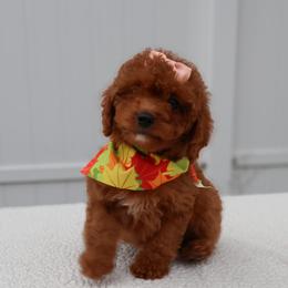 Koa - Red female Cavapoo puppy in Apopka, Florida from Rae Precious Puppies