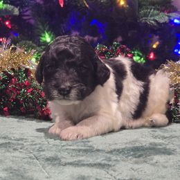Girl 3 - Parti female Poodle puppy in Patterson, California from Paterson Poodles