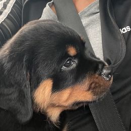 Pink - Cranberry - Black and mahogany female Rottweiler puppy in Crothersville, Indiana from The Solid Rock Kennel