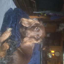 BowBow - Dachshund