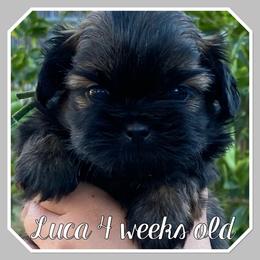 Luca - Sable male Shih Tzu puppy in Chico, California from North State Shih tzus