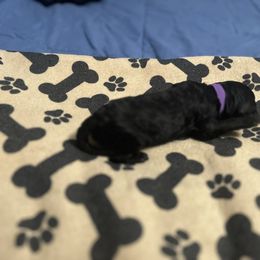 Purple girl - Silver female Poodle puppy in East Wenatchee, Washington from Stylish Standards