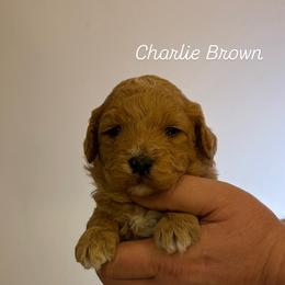 Holly - Red  female Goldendoodle puppy in Estesburg, Kentucky from Wet Goldendoodle Kisses