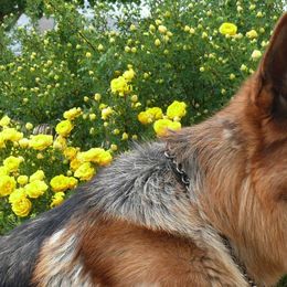 German Shepherd All Grown Up from Vom Harmon Haus German Shepherds