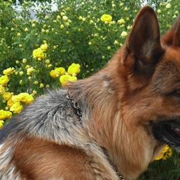 German Shepherd All Grown Up from Vom Harmon Haus German Shepherds