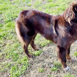 Bailey - Australian Shepherd