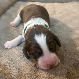 Holden - Liver white and tan male English Springer Spaniel puppy in Phoenix, Arizona from Desert Shadow Springers