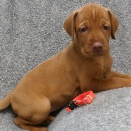Lily Girl 3 - Golden rust female Vizsla puppy in Ganado, Texas from Roz Vizslas