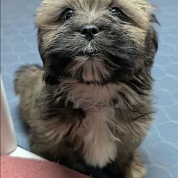 UltraViolet - Brown female Lhasa Apso puppy in Jefferson, New York from Absolute Lhasa Love