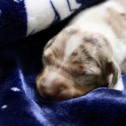 Male 1 - Dapple male Dachshund puppy in Winchester, Kentucky from Morton’s Teenie Weenies