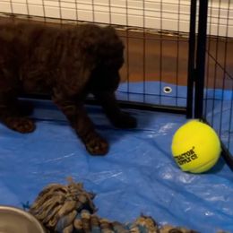 Poodles from Allie Cat’s K9s