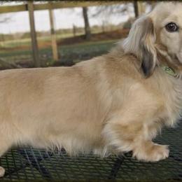Bear - Dachshund