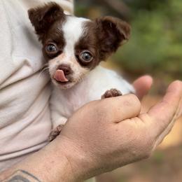 Butterfly - Chocolate and white female Chihuahua puppy in East Camden, Arkansas from RoyAl