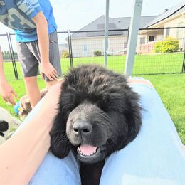 Magnolia - Black female Newfoundland puppy in Ohio from Vermillion Newfoundlands