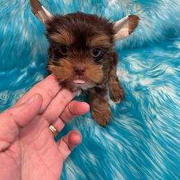 Girl 4 - Chocolate and tan female Yorkshire Terrier puppy in Belpre, Ohio from Blackwoods Yorkies