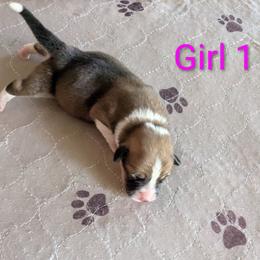 Girl 1 - Red female Pembroke Welsh Corgi puppy in Edinburgh, Indiana from J Bar M Corgis