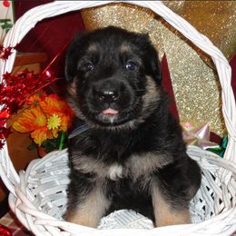 German Shepherd Puppies from Century Farms