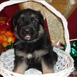 German Shepherd Puppies from Century Farms