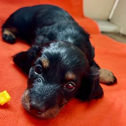 Noodle - Black and tan female Dachshund puppy in Bradenton, Florida from Leah’s Suncoast Doxies