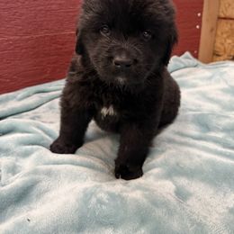 Ash - Black male Newfoundland puppy in Goodhue, Minnesota from Claypits Newfoundlands