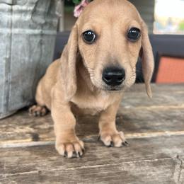 Shaded cream - Cream male Dachshund puppy in Payette, Idaho from NT Mini Doxies