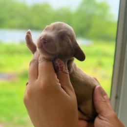 Boy 2 - Red male Dachshund puppy in Conway, Missouri from Ozark Mountain Kennel