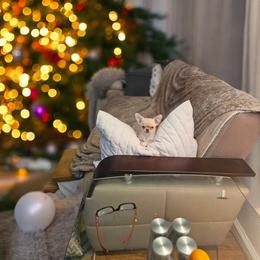 AKC tiny Girl - Fawn and white female Chihuahua puppy in Brooklyn, New York from Nadezhda's Chihuahuas