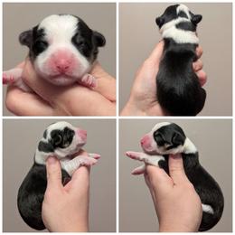 Avril - Black and tan female American Corgi puppy in Garrett, Indiana from Chloe's Colorful Corgis