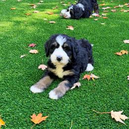 Banner Elk - Tri-color female Bernedoodle puppy in Banner Elk, North Carolina from Walnut Tree Bernedoodles