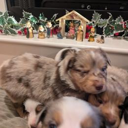 Australian Shepherd Puppies from Riley's Paw Pals