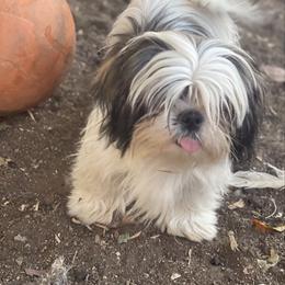 Happy Feet - Shih Tzu