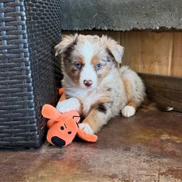 Lucky - Red merle male Toy Australian Shepherd puppy in Licking, Missouri from Burnett Aussies