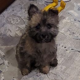 Cairn Terrier Puppies from Ferguson's Cairn Terriers