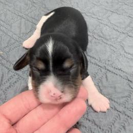 Plum - Tri-color male Cavapoo puppy in Nevada, Missouri from Backroad Fur Babies