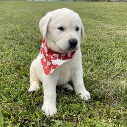 Garfunkel - Yellow Labrador Retriever puppy in Harrison, Arkansas from Brandywine Labradors