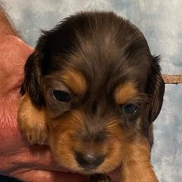 Dimples long hair dapple - Dapple male Dachshund puppy in Elizabethtown, Kentucky from Teeny Tiny Puppy Tails