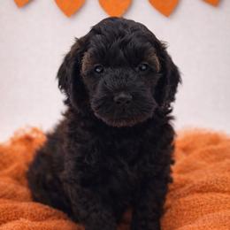Orange - Sable male Goldendoodle puppy in Byron, Georgia from Southern Olive Doodles 🫒