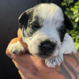 Red boy - Parti male Miniature Schnauzer puppy in Oneonta, Alabama from Murphree Valley Kennels